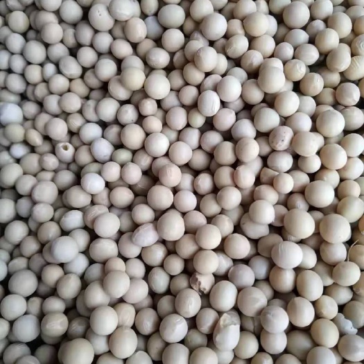 昌图县黄大豆  现货大豆，新粮，食品豆