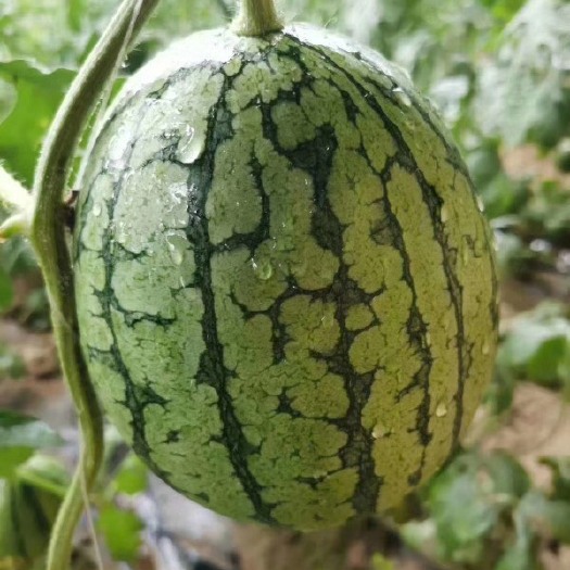 北京吊西瓜  庞各庄西瓜袖珍西瓜小西瓜