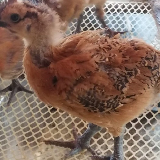 南宁脱温鸡苗  脱瘟鸡苗