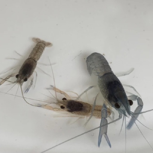 漳州龙虾苗  澳洲淡水龙虾  螯虾 虾苗 淡水螯虾