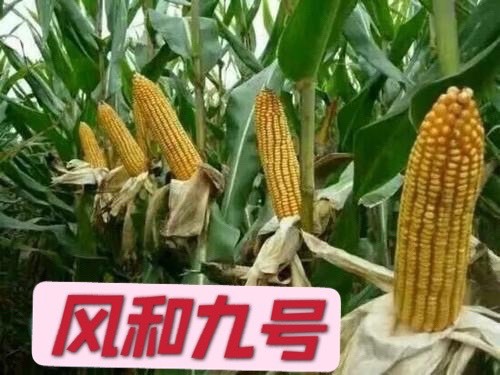 聊城风和九号6608夏播2000斤每亩，活杆成熟，春播2600斤