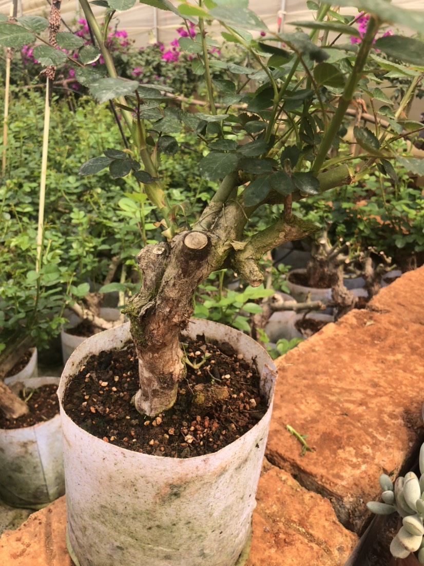 食用玫瑰  金边花茶 带土带盆 方便快捷，容易成活