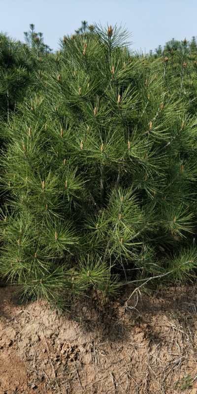 蓝田县大量批发1.5米到1.8米白皮松 价格优惠