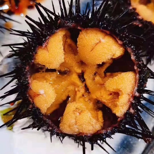 东港市海胆