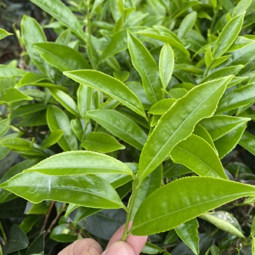 汕头单丛茶  春茶蜜兰香、水甜蜜味好、回甘力特好！