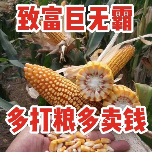 聊城玉米种子 华玉518亩产1800斤以上。100斤玉米六斤多芯