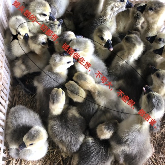汕头狮头鹅苗  五只起就发，量多价格从优，收到货损死赔，不贵其它店