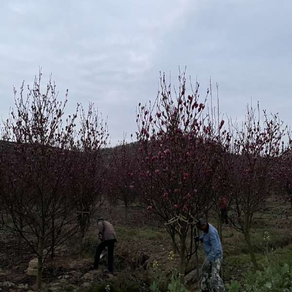 紫玉兰  出圃自家各种规格大小种类玉兰