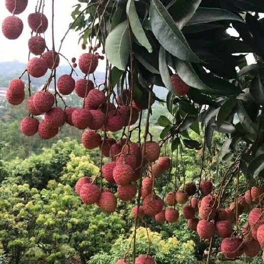 黑叶荔枝  白糖罂，白蜡，大肉，桂味
