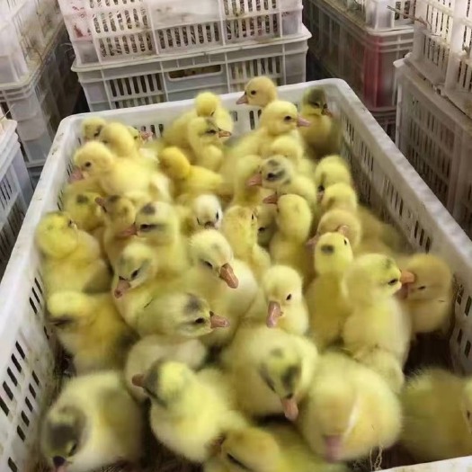 广宗县 二年种鹅产蛋 蛋均重三两八 二年大三花鹅苗苗
