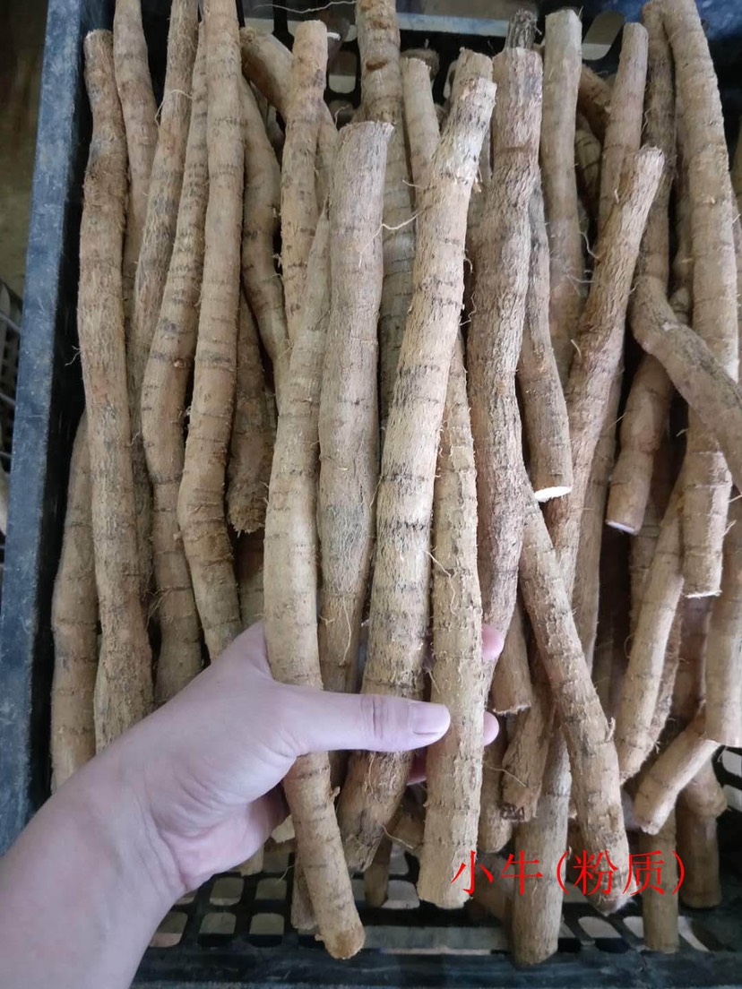 牛大力薯鲜货中小牛 种植新鲜粉质小牛薯 大叶品种 长期批发