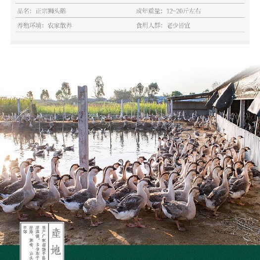 汕头狮头鹅苗  狮头鹅，自家养殖，孵化