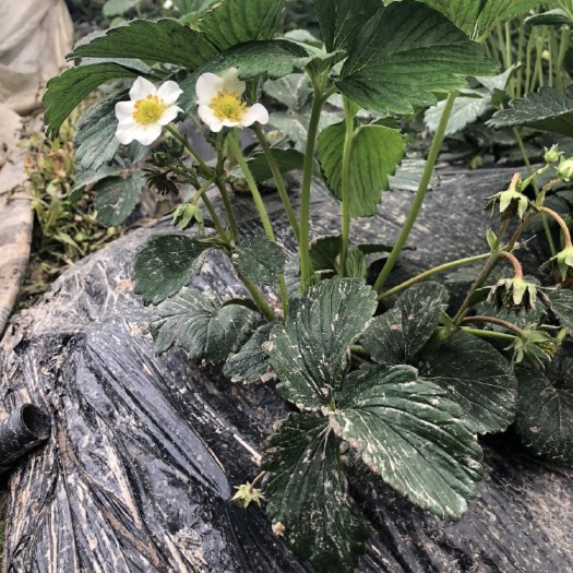 长丰县 草莓盆栽，枝叶繁茂，根茎牢固，带花带果