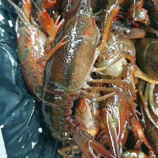 岳阳淡水活鲜小龙虾456钱硬规格产地直销