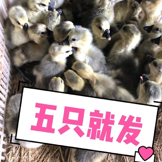 汕头狮头鹅苗  5只起发，每天出苗