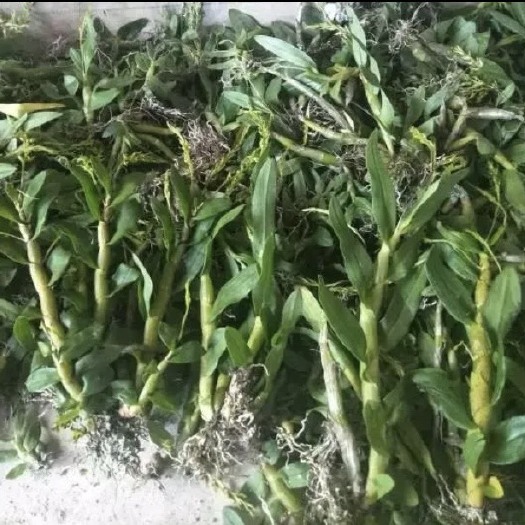 龙陵县珍虫石斛  云南省文山壮族苗族自治州高山地区声！