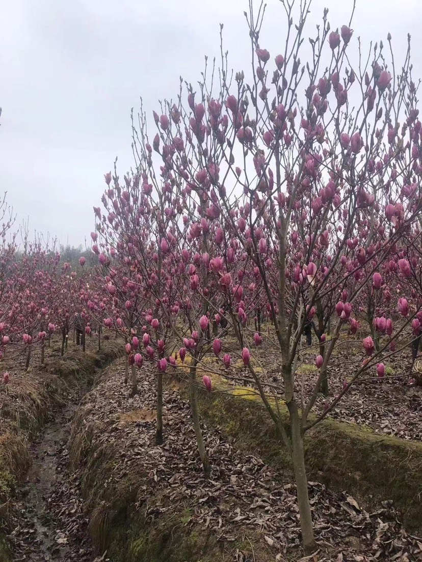 紫玉兰  出圃自家各种规格大小种类玉兰