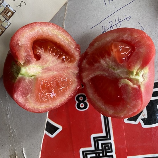 黑番茄 山东菏泽硬粉西红柿大量采摘中￼，货好价格低。￼