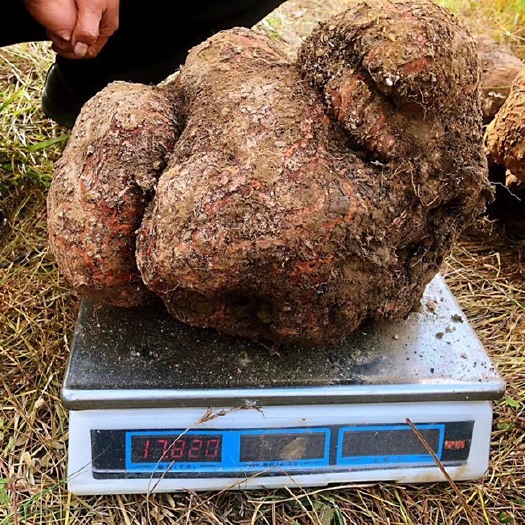 晴隆县贵州千亩茯苓基地采挖销售