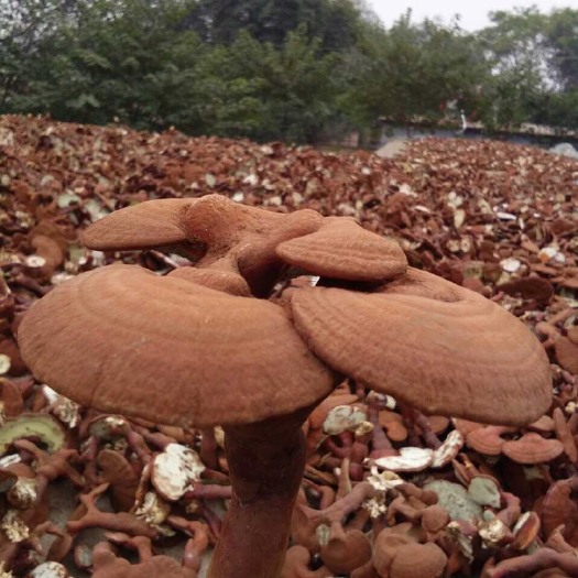 人工灵芝  本家自己自己种植灵芝