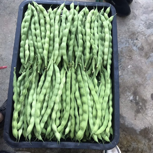 白花四季豆  精品青棒豆，一条龙代办，代发专业团队货真价实，