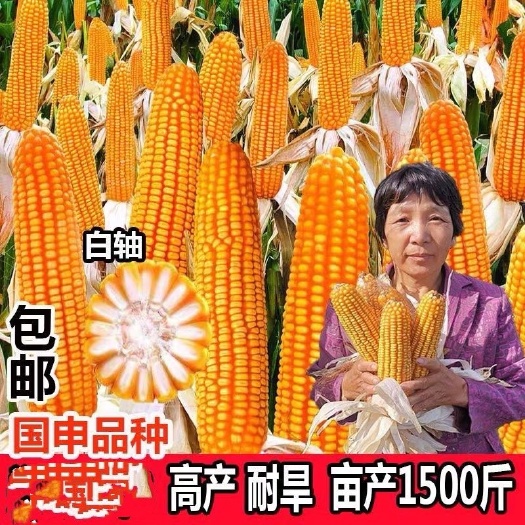 聊城玉米种子 国审东单913，穗位75，马牙胶质，高产2500斤以上。