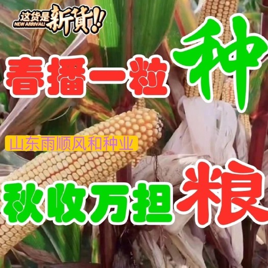 玉米种子 国审东单913，2000斤高产玉米，高抗高产