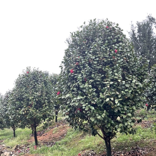 嵊州市出圃茶花