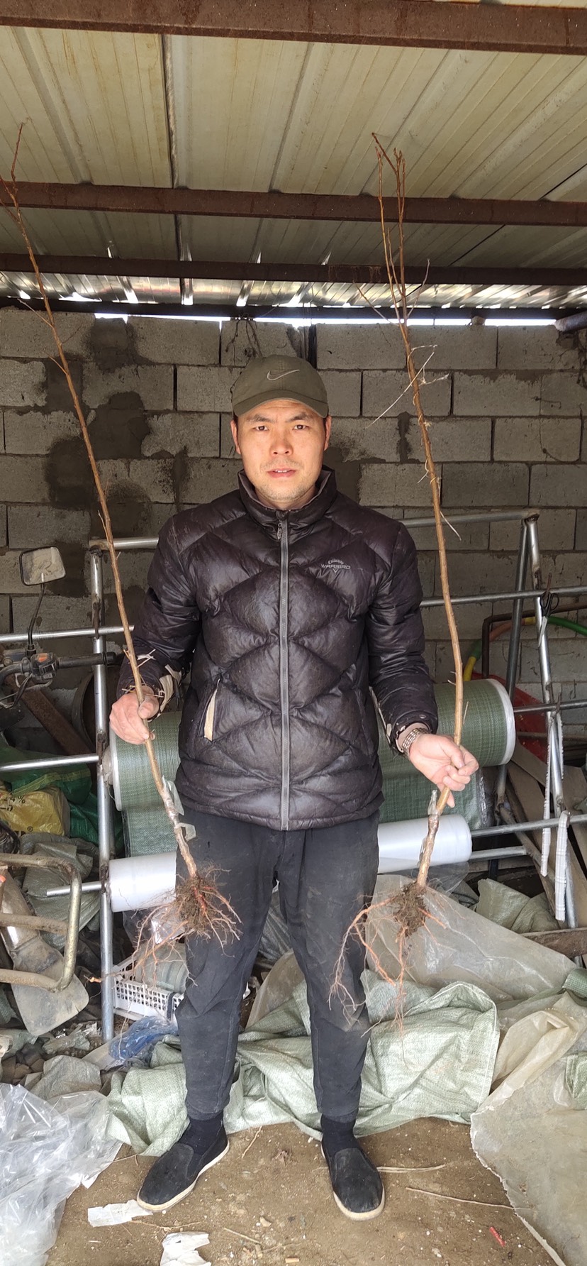 脆红李苗  美人醉李子种苗 基地育苗保纯度全国保湿邮寄封闭包