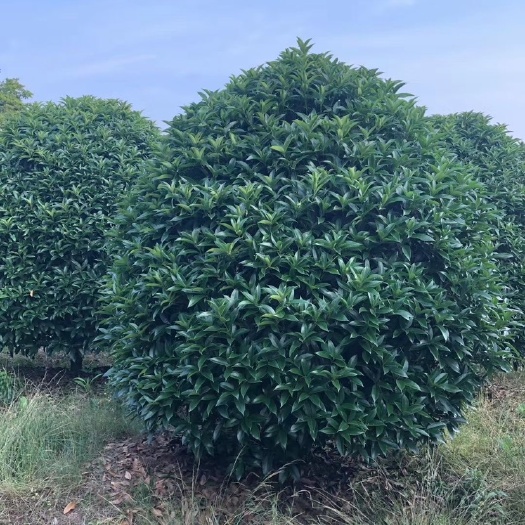 嵊州市金桂  出圃各种规格大小桂花，丛生桂花，各种品质齐全
