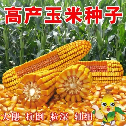 聊城玉米种子 晋单78，亩产1800，抗旱抗倒伏，马牙胶质，