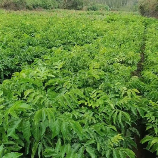 灵山县黄皮果苗 嫁接黄皮树苗 鸡心黄皮  黑皮黄皮