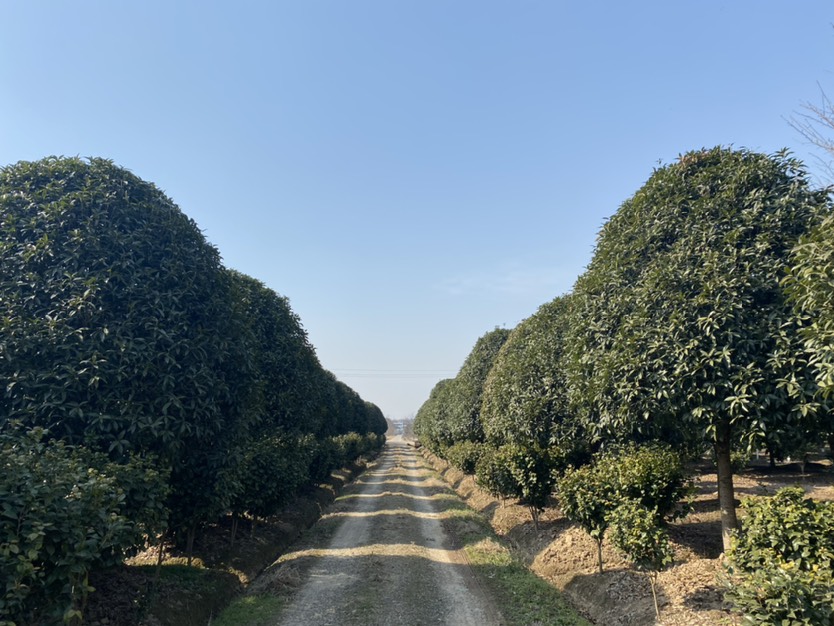 金桂  出圃各种规格大小桂花，丛生桂花，各种品质齐全