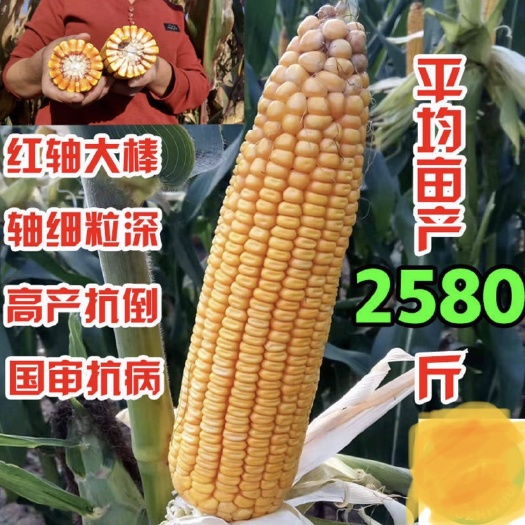 聊城玉米种子  华玉518。亩产1800斤以上。100斤玉米六斤多芯。