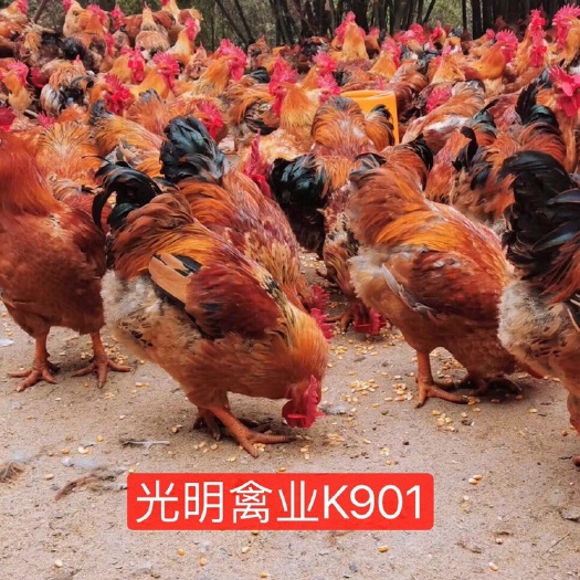 广州K9鸡苗  新广k901麻黄 k9 九斤黄 882