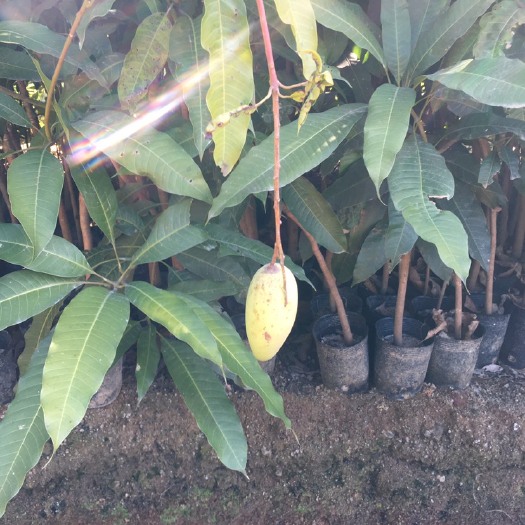 普宁市金煌芒果苗