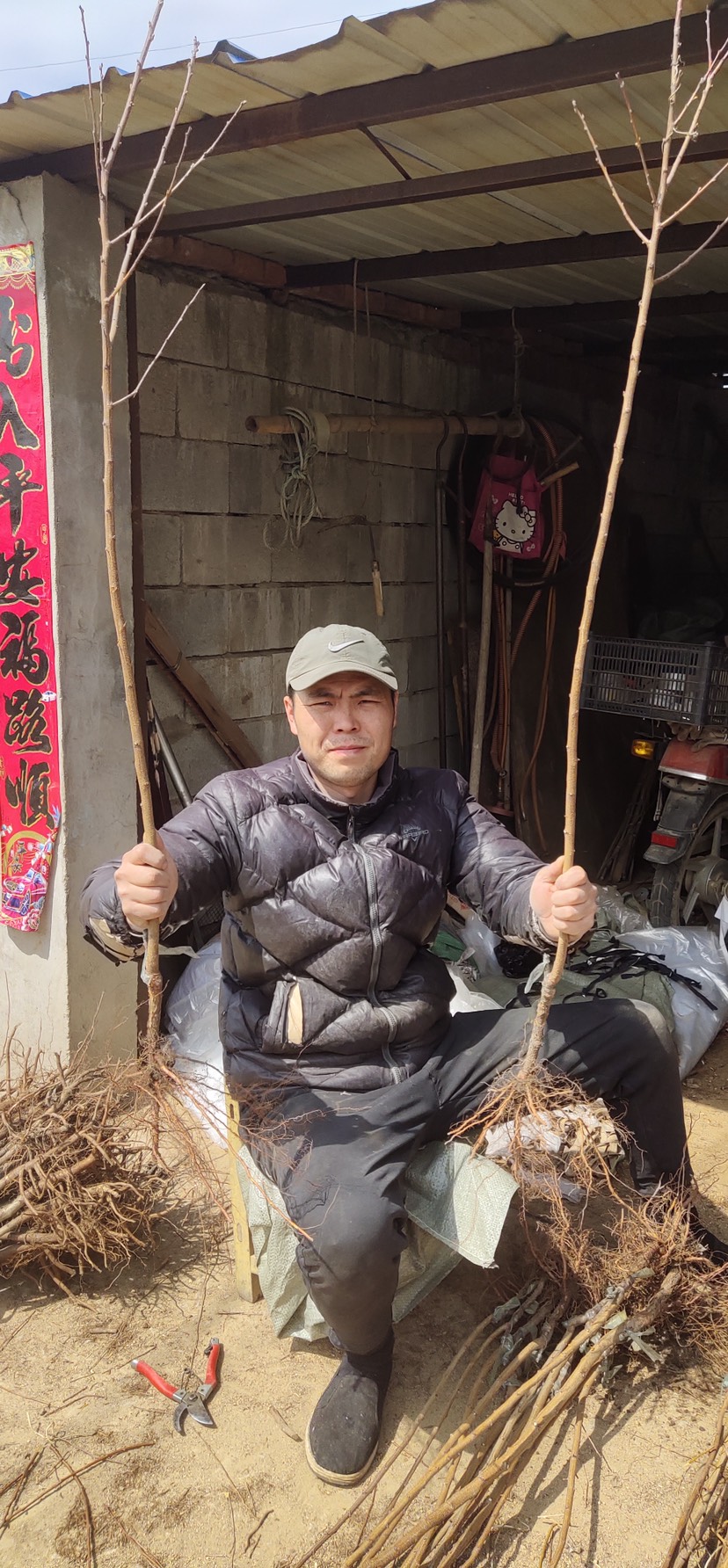 脆红李苗  美人醉李子种苗 基地育苗保纯度全国保湿邮寄封闭包