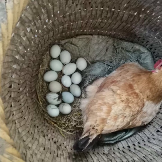 垫江白壳蛋  绿壳土鸡蛋