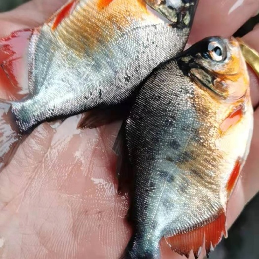 南宁红鲳鱼苗 白鲳，海南红鲳    鱼苗场直销 全国发货