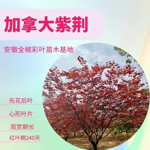 全椒县加拿大紫荆，紫叶加拿大紫荆