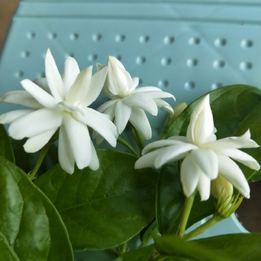 横州市重瓣茉莉  重瓣笔尖茉莉花，重笔茉莉，批发，
重瓣笔尖茉莉，并非普双。