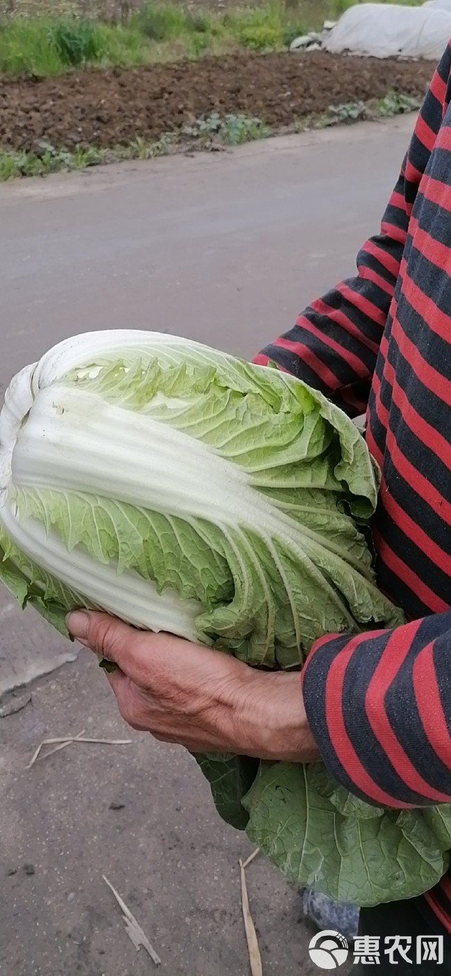 黄心大白菜  四川彭州春白菜，嫩白菜，强春，春福皇等产品大量