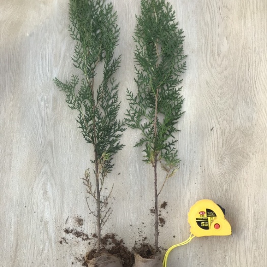莒南县窄冠侧柏  侧柏小苗 40公分袋苗 侧柏苗基地供应 一手货源 物美价廉