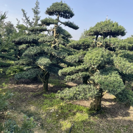 浏阳市造型罗汉松  10公分-2800，12-30公分价格面议