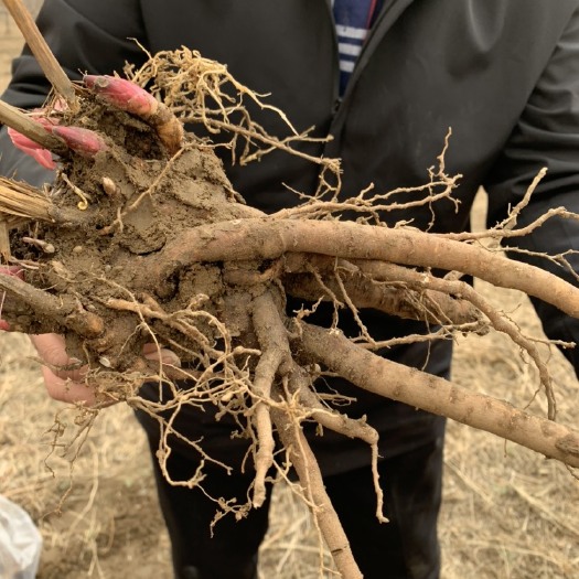 中草药赤芍 无化肥 农药 现挖现发货、符合 药典标准