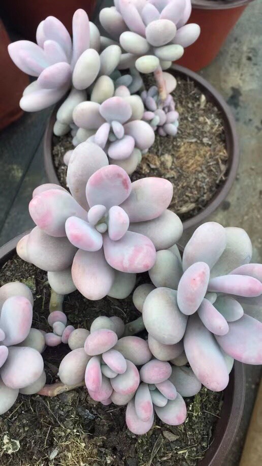 昆明桃蛋14cm