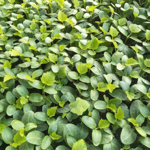 平原县黄瓜种苗  诚信育苗基地，为农育苗