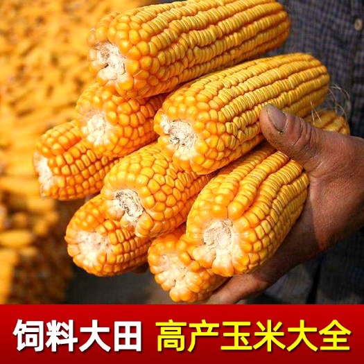 聊城奥玉510玉米种子  东单913