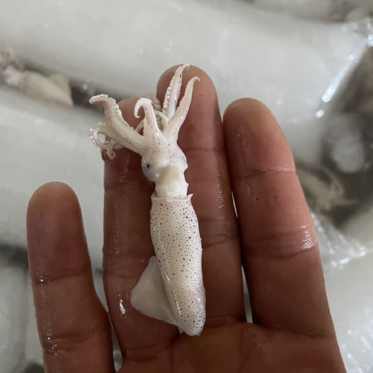 青岛 熟小海兔