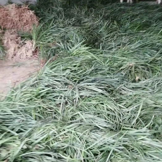 春兰4-15苗以上连体苗批发【量大的兰友可按重量计算】